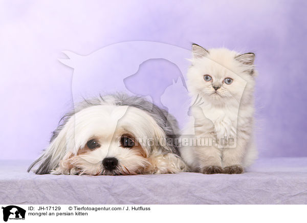 mongrel an persian kitten / JH-17129
