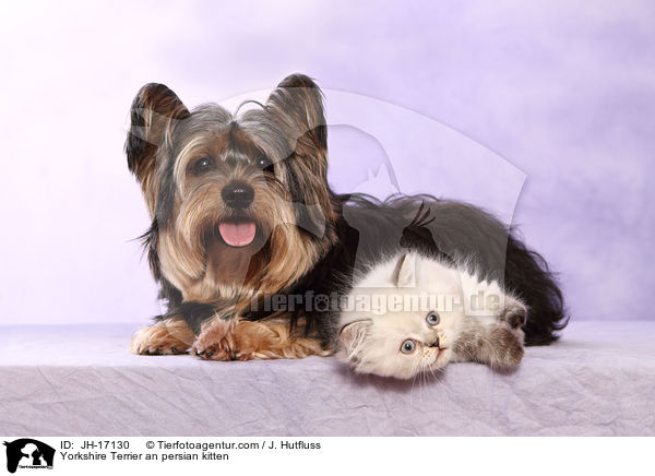 Yorkshire Terrier an persian kitten / JH-17130