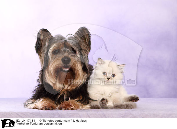 Yorkshire Terrier und Perser Ktzchen / Yorkshire Terrier an persian kitten / JH-17131