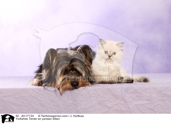 Yorkshire Terrier und Perser Ktzchen / Yorkshire Terrier an persian kitten / JH-17134