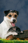 Parson Russell Terrier and chinchilla