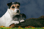 dog and chinchilla