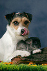 dog and chinchilla