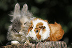 pygmy bunny and guinea pig