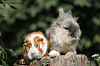 pygmy bunny and guinea pig