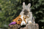 pygmy bunny and guinea pig