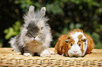 pygmy bunny and guinea pig