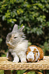 pygmy bunny and guinea pig