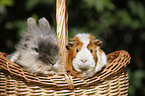 pygmy bunny and guinea pig