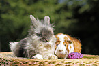 pygmy bunny and guinea pig