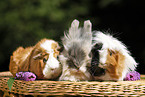 pygmy bunny and guinea pigs