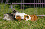 pygmy bunny and guinea pigs