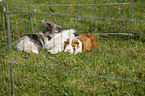 pygmy bunny and guinea pigs