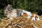 pygmy bunny and guinea pigs