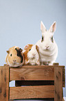 pygmy bunny and guinea pig