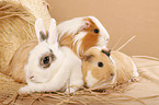 pygmy bunny and guinea pig