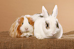 pygmy bunny and guinea pig