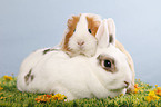 pygmy bunny and guinea pig