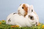 pygmy bunny and guinea pig