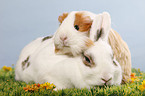 pygmy bunny and guinea pig