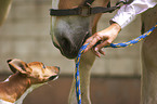 Haflinger & Jack Russell Terrier