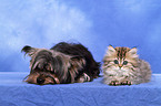 Persian kitten and Yorkshire Terrier