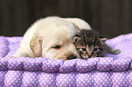 puppy and kitten