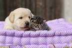 puppy and kitten