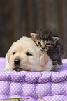 puppy and kitten