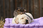 puppy and kitten