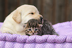 puppy and kitten