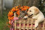 Labrador Retriever Puppy and kitten