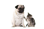 pug and kitten