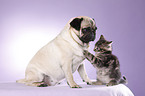 pug and kitten