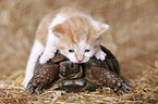 spur-thighed tortoise kitten