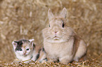 lion-headed rabbit and kitten