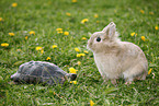 lion-headed rabbit and spur-thighed tortoise