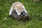 spur-thighed tortoise and kitten