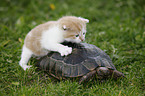 spur-thighed tortoise and kitten