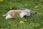 spur-thighed tortoise and kitten