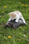 spur-thighed tortoise and kitten