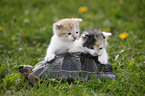 spur-thighed tortoise and kitten