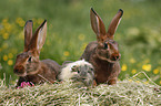 rabbits and guinea pig