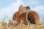 rabbit and duck