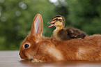 rabbit and duck