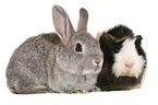 bunny and guinea pig