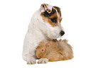 Jack Russell Terrier and guinea pig