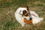 Jack Russell Terrier and guinea pig