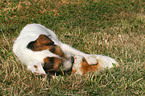 Jack Russell Terrier and guinea pig