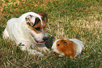 Jack Russell Terrier and guinea pig